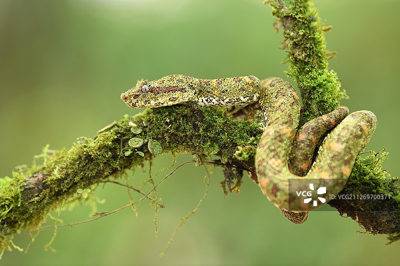 伪装在苔藓覆盖树枝上的绿色毒蛇图片素材