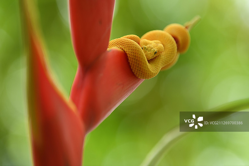 红花上的黄色蝰蛇图片素材