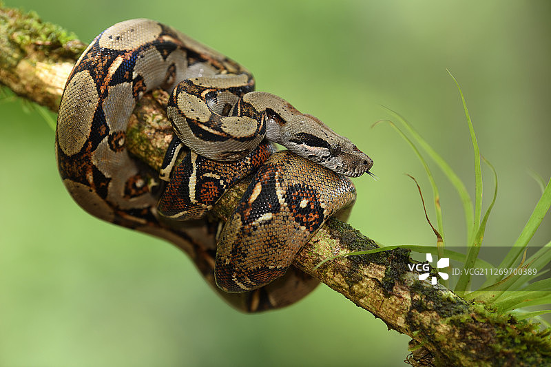 缠绕在树枝上的蟒蛇图片素材