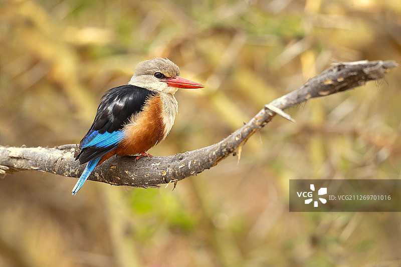 灰头翠鸟栖息在树枝上的特写图片素材