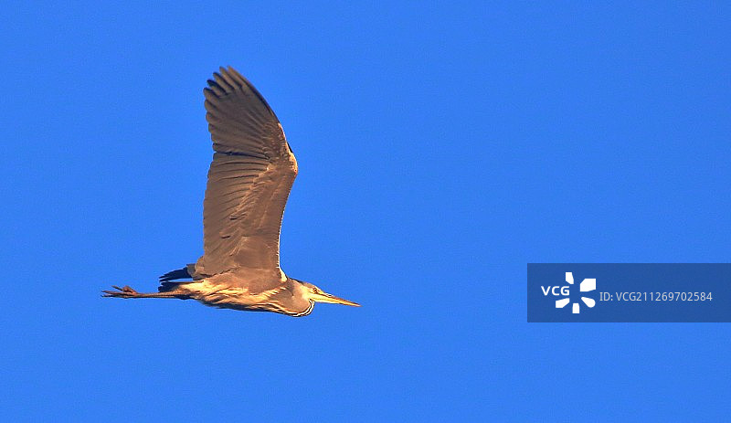 飞翔的苍鹭特写图片素材