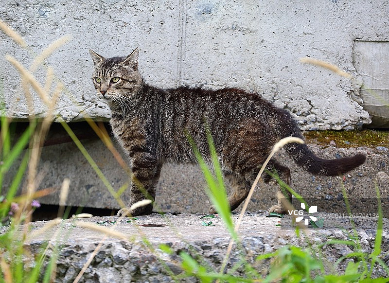 野猫特写图片素材