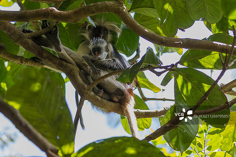 桑给巴尔红疣猴一家拥抱并栖息在树枝上图片素材