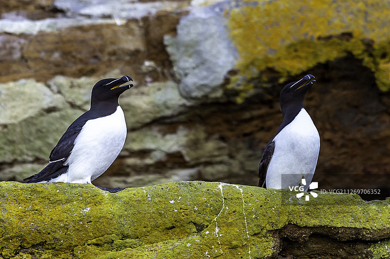 岩石上的两只海鸟图片素材
