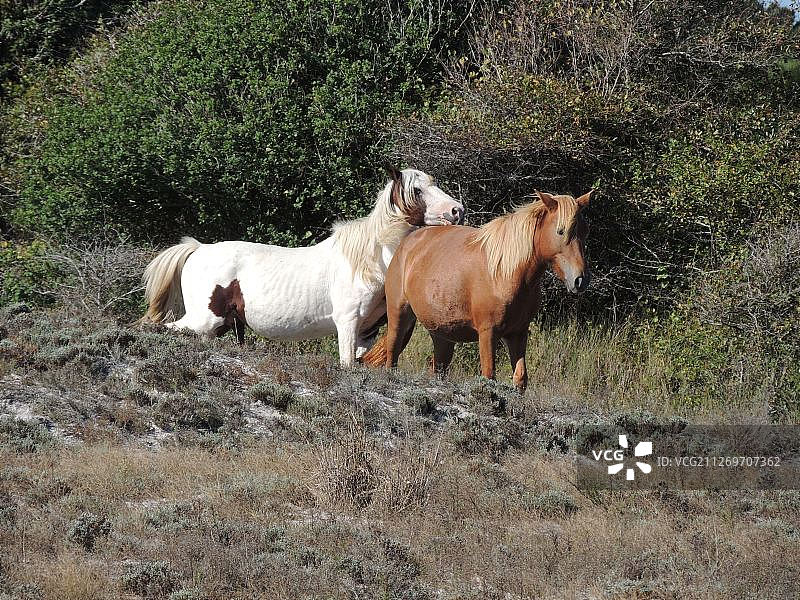 在草地上行走的棕白色钦科蒂格小马驹图片素材