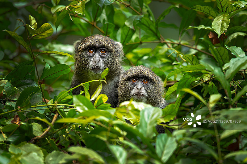 两只树叶间的蓝色猴子肖像图片素材