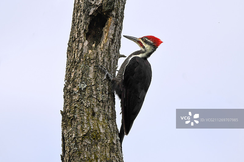 啄木鸟在树上钻孔的特写图片素材