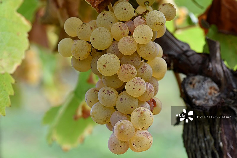 葡萄特写图片素材