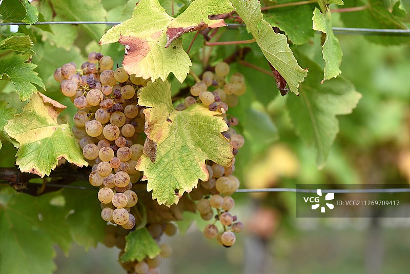 一束白葡萄图片素材