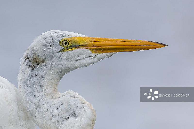 大白鹭特写图片素材