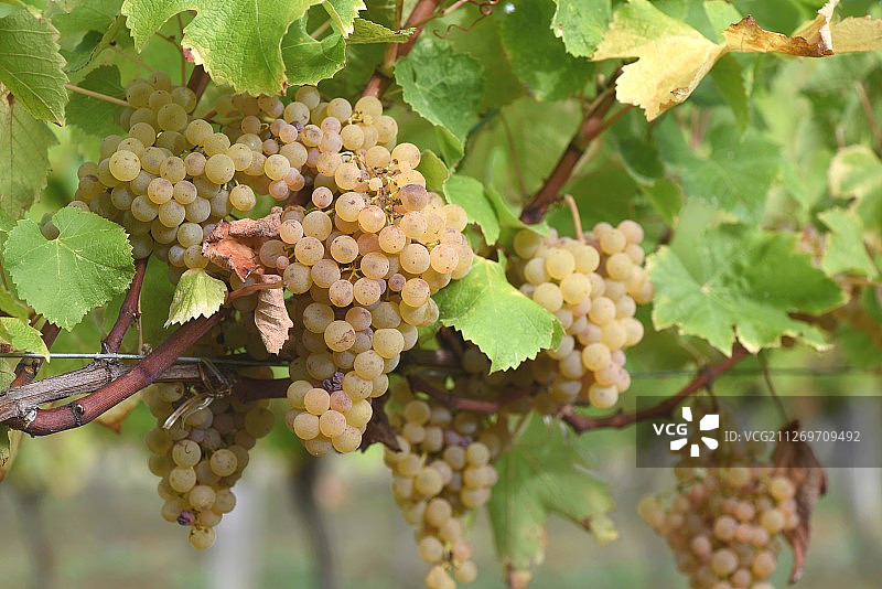 葡萄和叶子特写图片素材