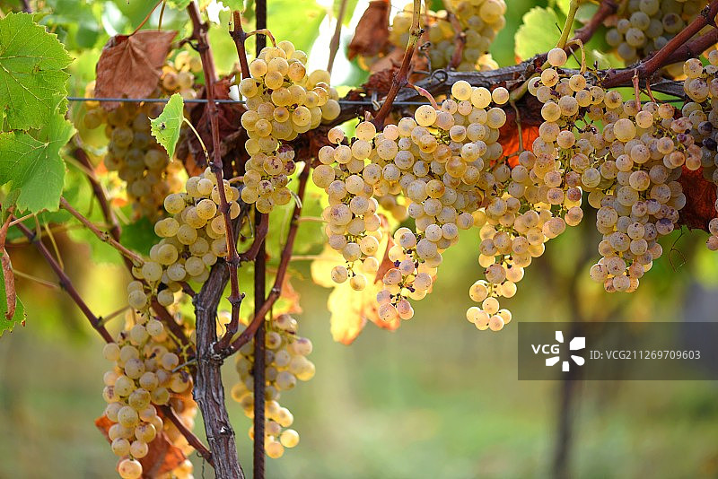 树枝上悬挂的葡萄串特写图片素材