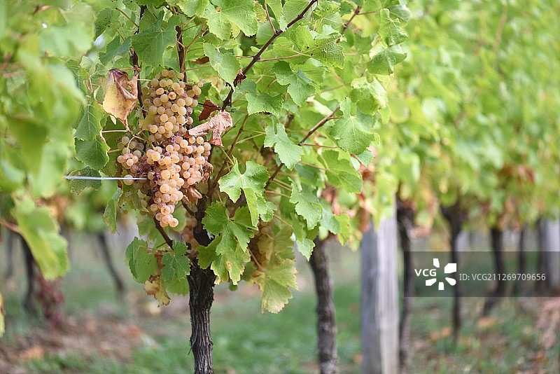 葡萄园中葡萄藤蔓上的葡萄串特写图片素材