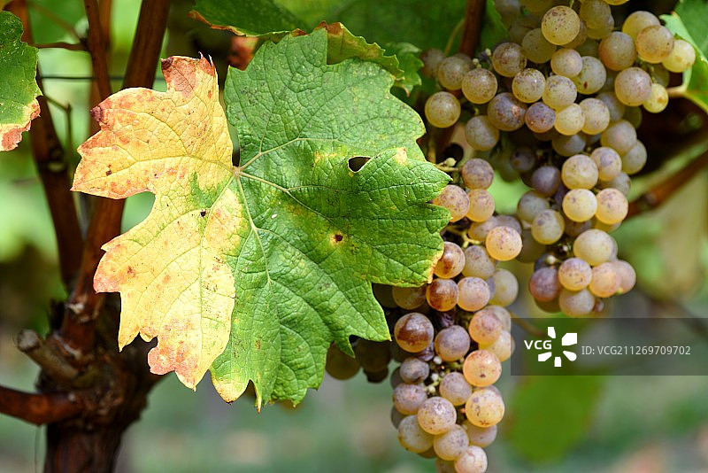 从葡萄藤上垂下来的葡萄串和叶子特写图片素材