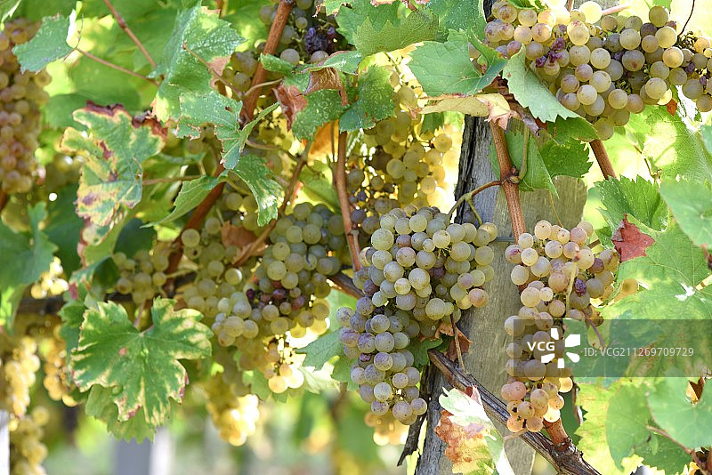 阳光下的白色葡萄特写图片素材