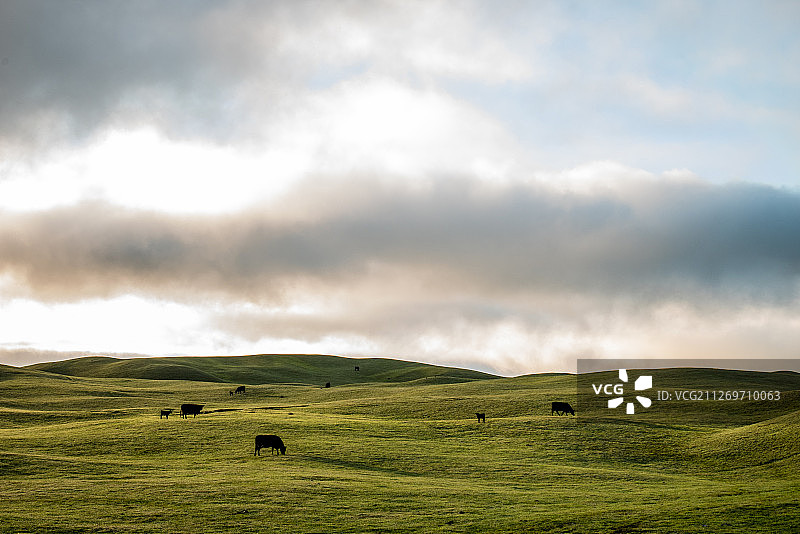 澳大利亚塔斯马尼亚金岛的宁静景观图片素材
