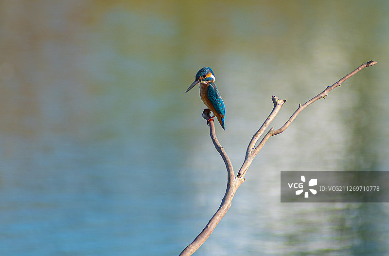 翠鸟站在树枝上图片素材