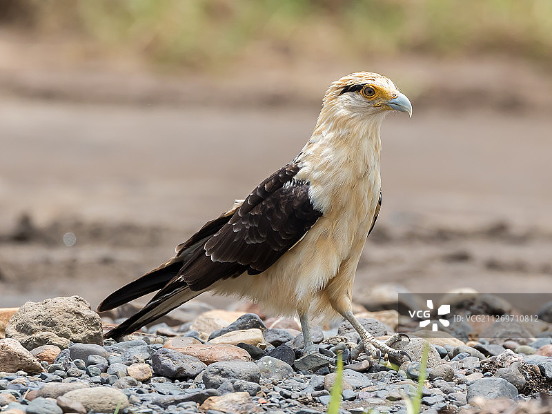 聚焦黄头卡拉鹰图片素材