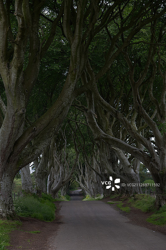 神秘而迷人的黑暗树篱图片素材
