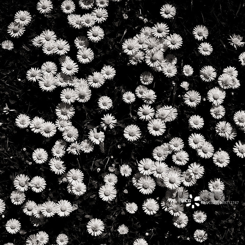 雏菊（钟形长春花）图片素材