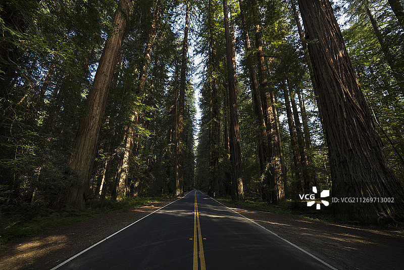 森林中的空旷道路图片素材