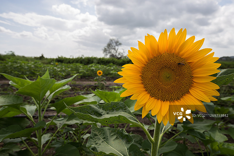 田野里的向日葵图片素材