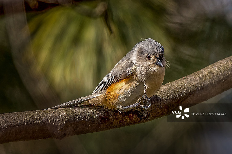 在树枝上的簇绒山雀，美国俄亥俄州图片素材