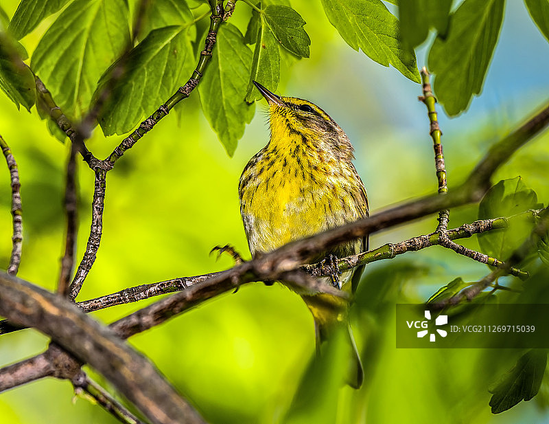 栖息在树枝上的角马莺图片素材