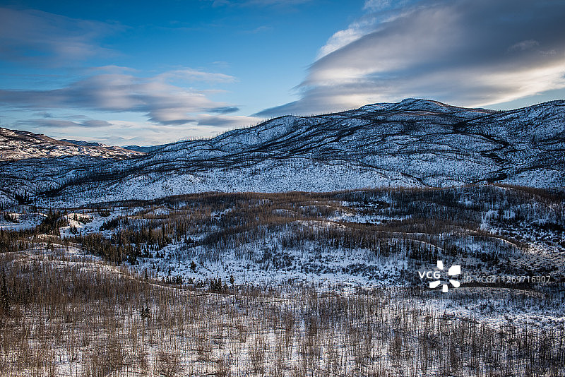 加拿大育空地区冬季贫瘠森林景观图片素材