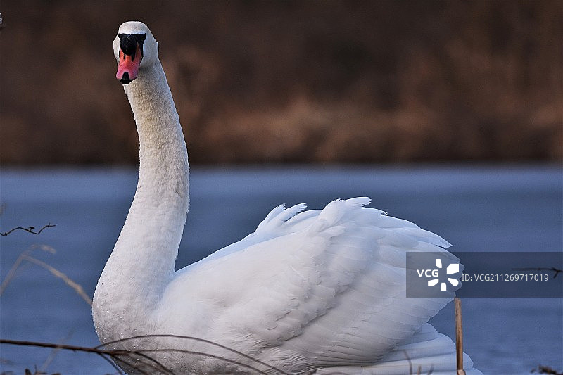 湖面上疣鼻天鹅特写图片素材