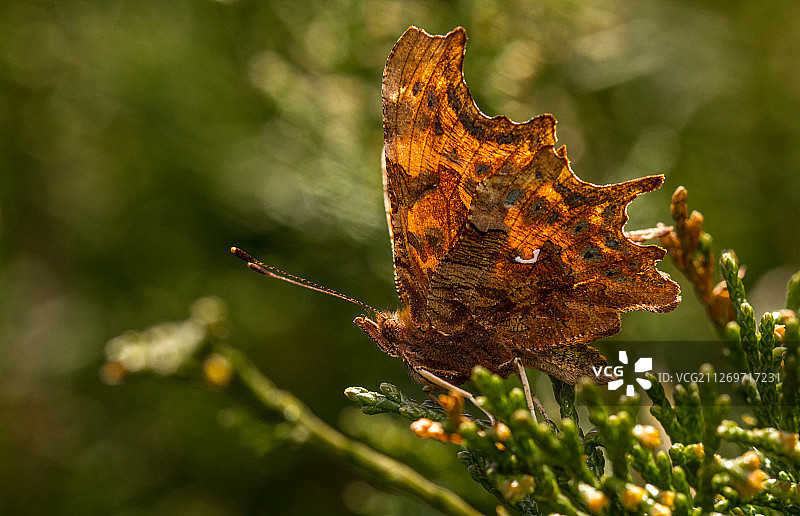 逗号蝶特写图片素材