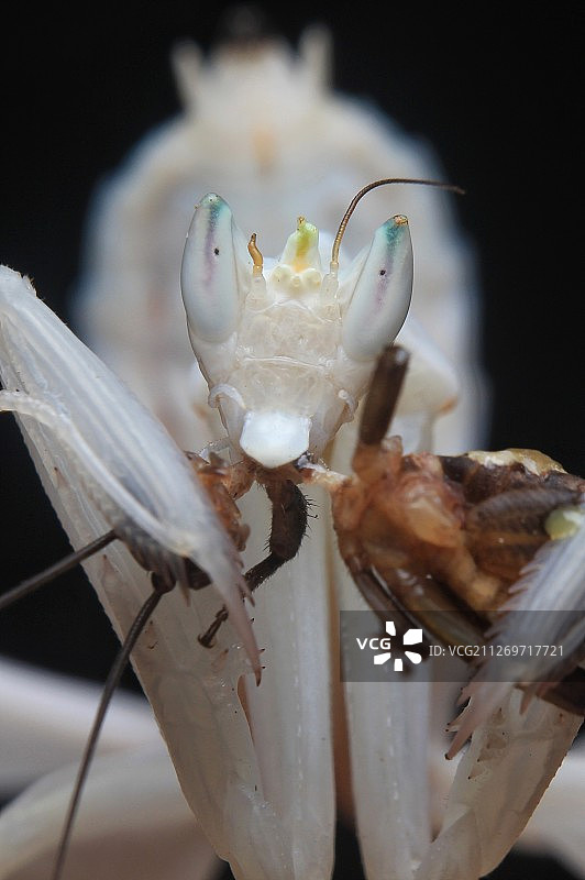 兰花螳螂特写图片素材