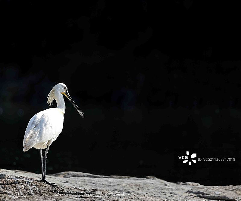 白琵鹭图片素材