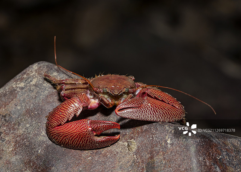印度马哈拉施特拉邦孟买瓷蟹特写图片素材