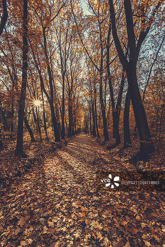 秋季公园小路图片素材