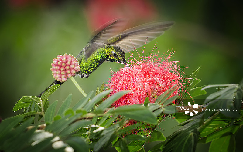 蜂鸟给粉色花朵授粉图片素材