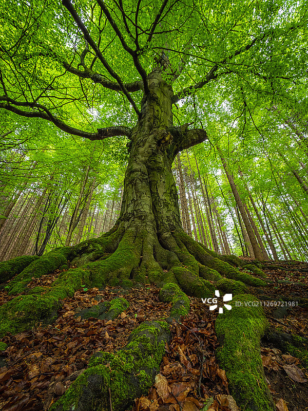 森林中巨树的低角度视图图片素材