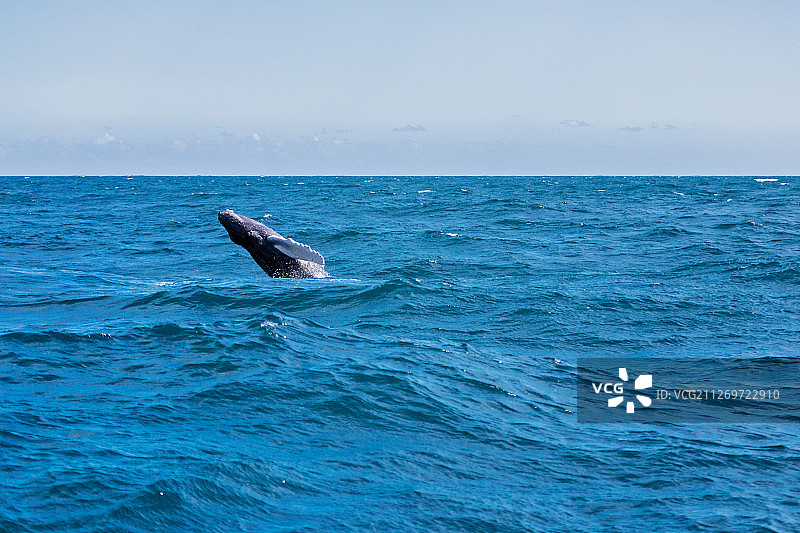 多米尼加共和国萨马纳海域的座头鲸图片素材