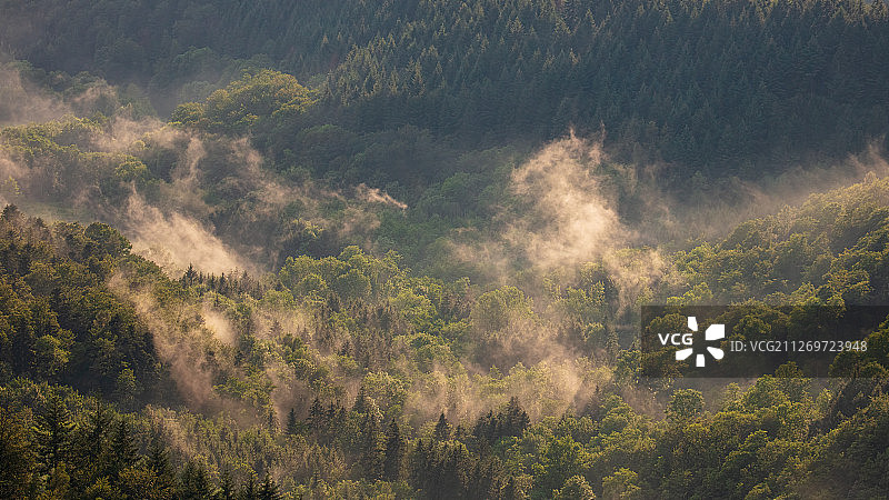 雾中的山地森林图片素材