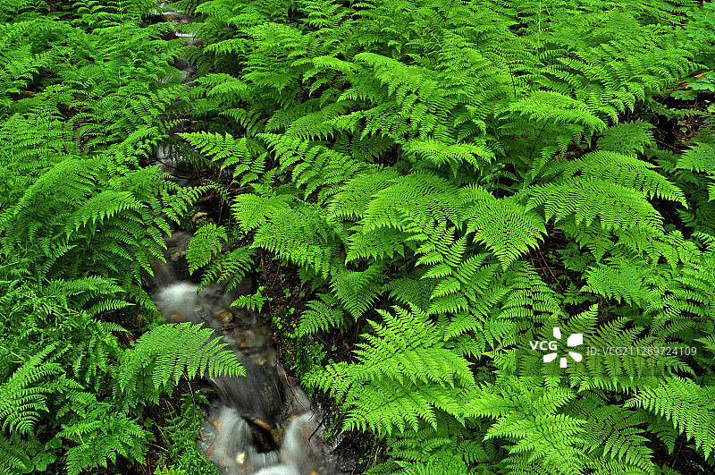 溪流周围的蕨类植物图片素材