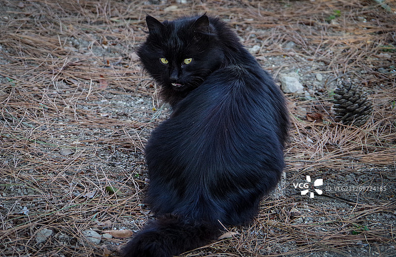 黑猫的视角图片素材