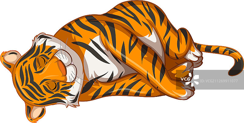 白色背景上睡觉的老虎图片素材