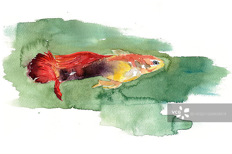 游泳的金鱼图片素材