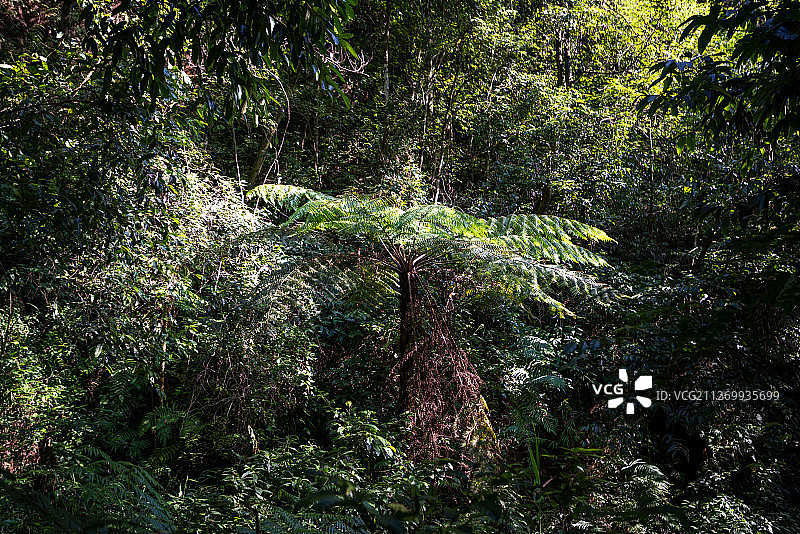 贵州省遵义市佛光岩景区桫椤树图片素材