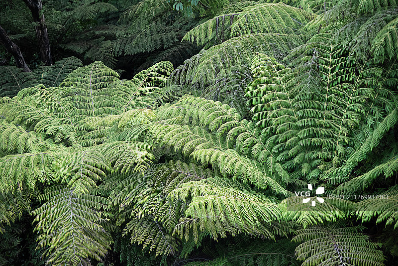 新西兰代表植物银蕨图片素材
