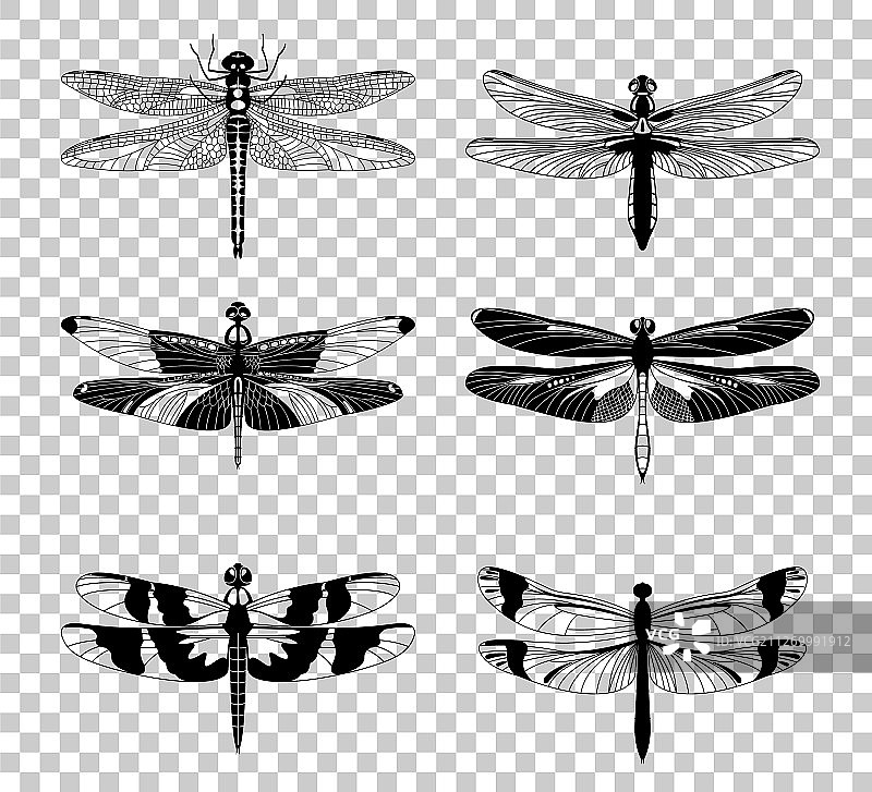黑色蜻蜓图标集图片素材
