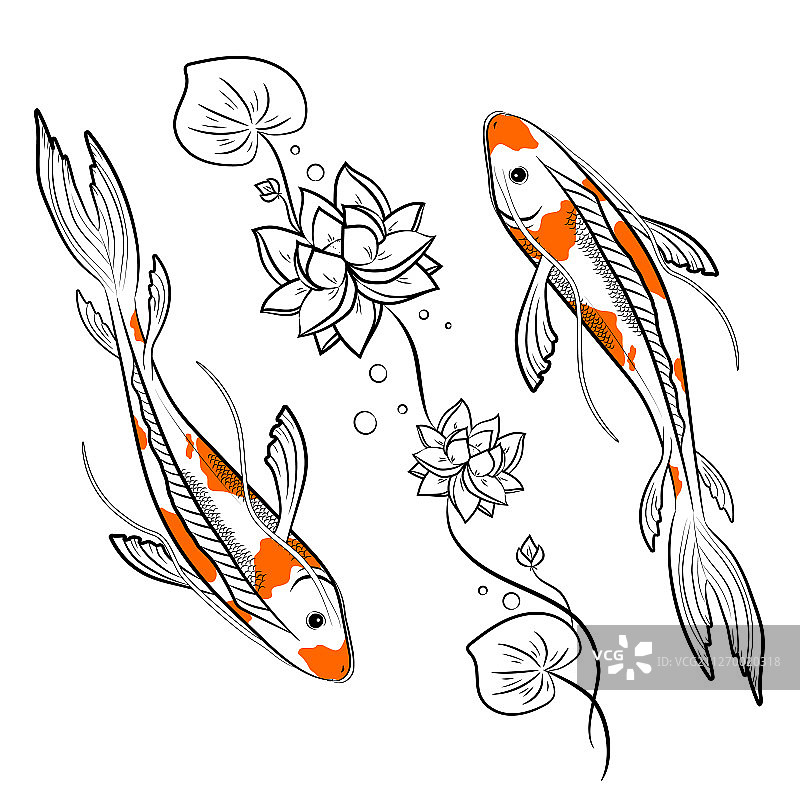 锦鲤与荷花图片素材
