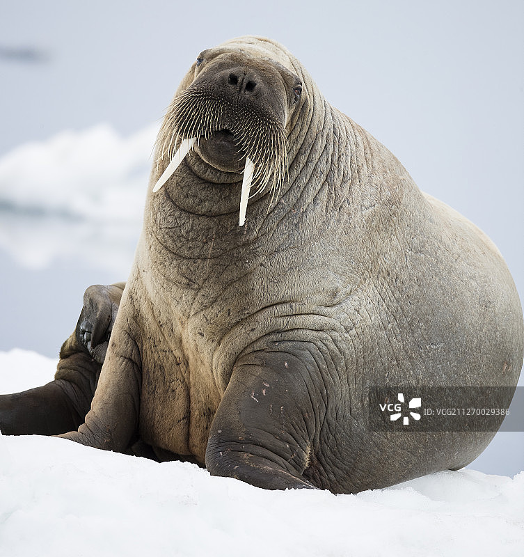 冰上的大西洋海象8599图片素材