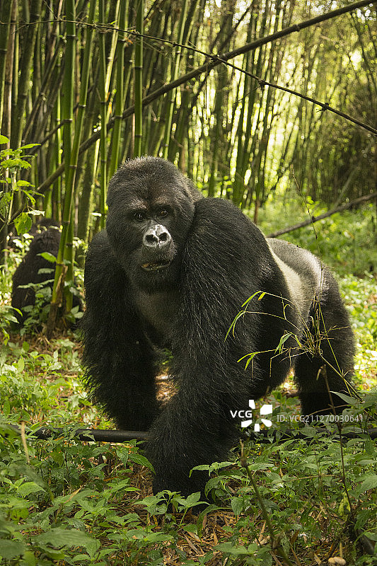 萨比尼奥山银背大猩猩 7219图片素材