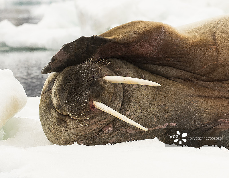 在冰上睡觉的大西洋海象图片素材